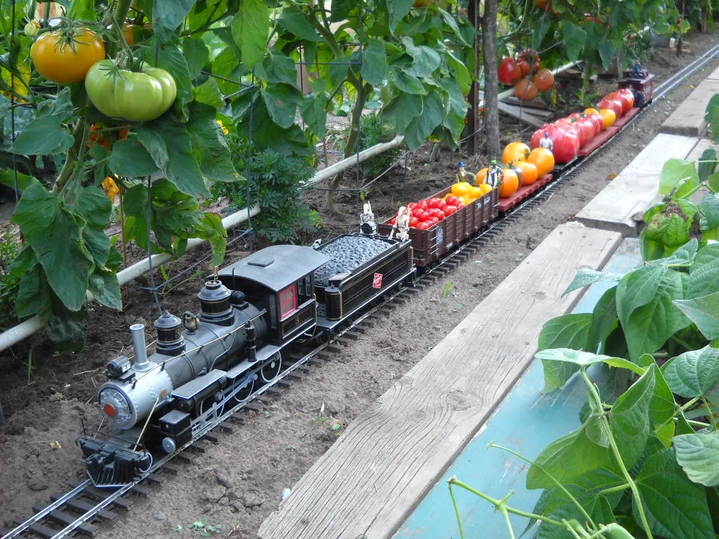 tomato train 8-25-11 013.jpg