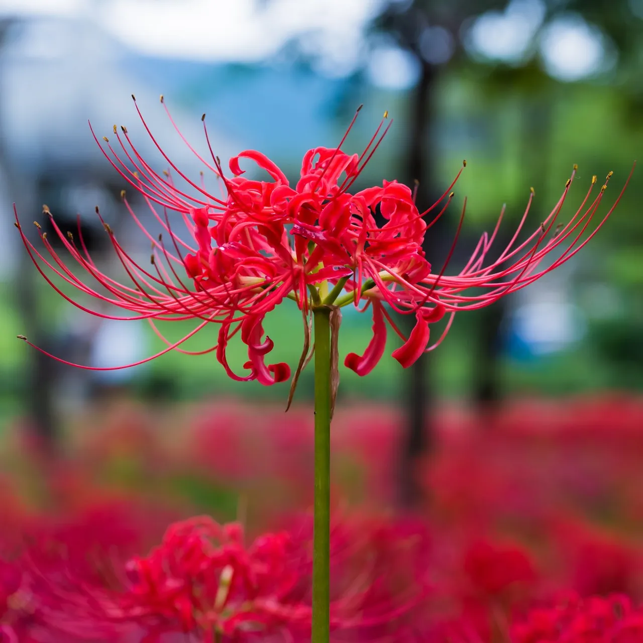 Lycoris_Red_Radiata.SHUT_1400x.jpg