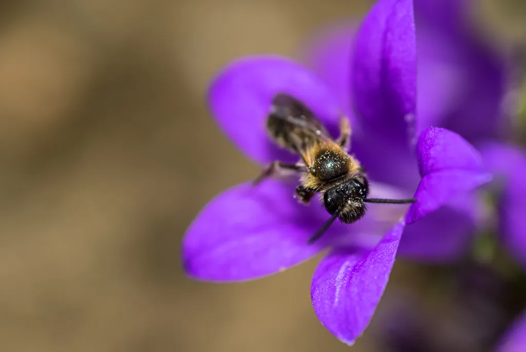 31-05-2018-campanula-bij-05448.jpg