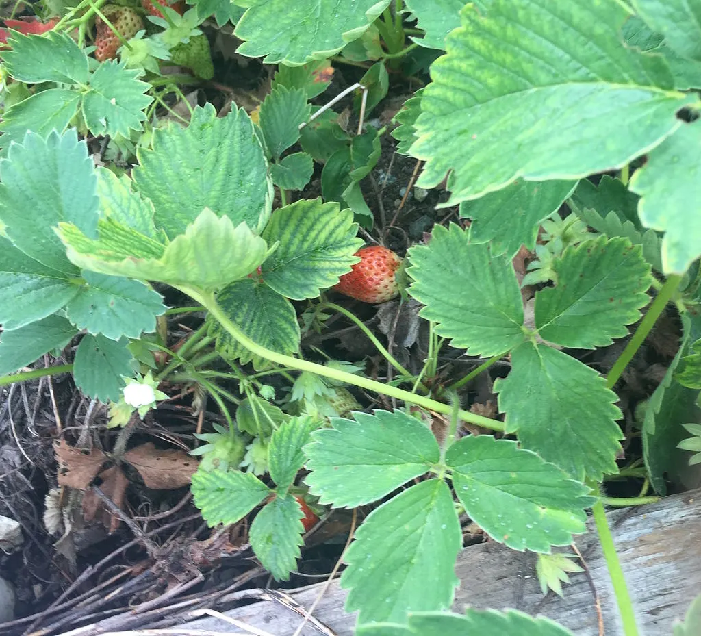 Strawberry_Plant_in_early_June.JPG