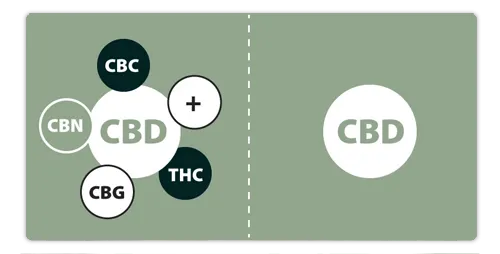 What-is-Full-Spectrum-CBD-Oil-.png