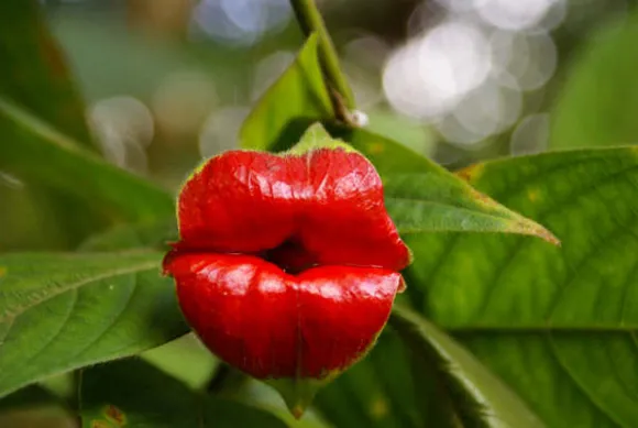 Psychotria-elata-hooker-s-lips.jpg