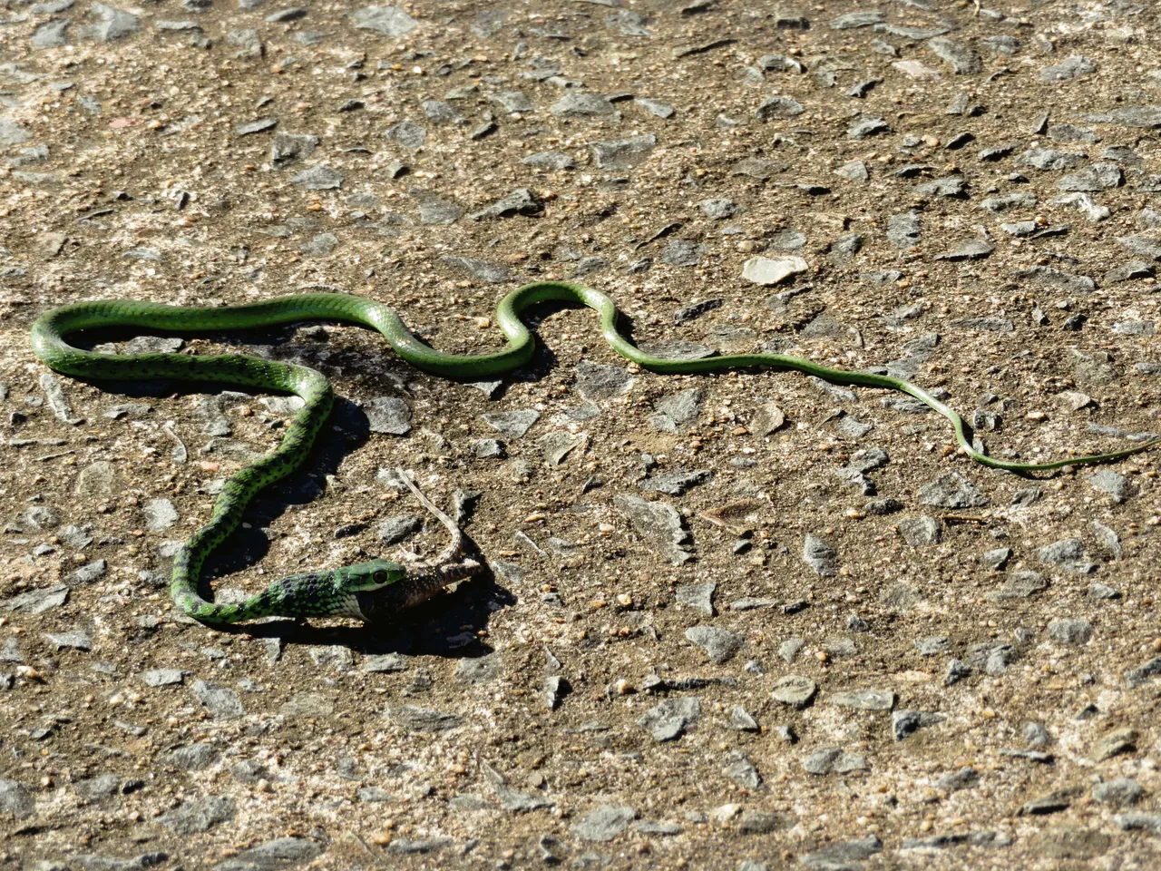 3377_NatalBushSnake-Bloukoppie.png