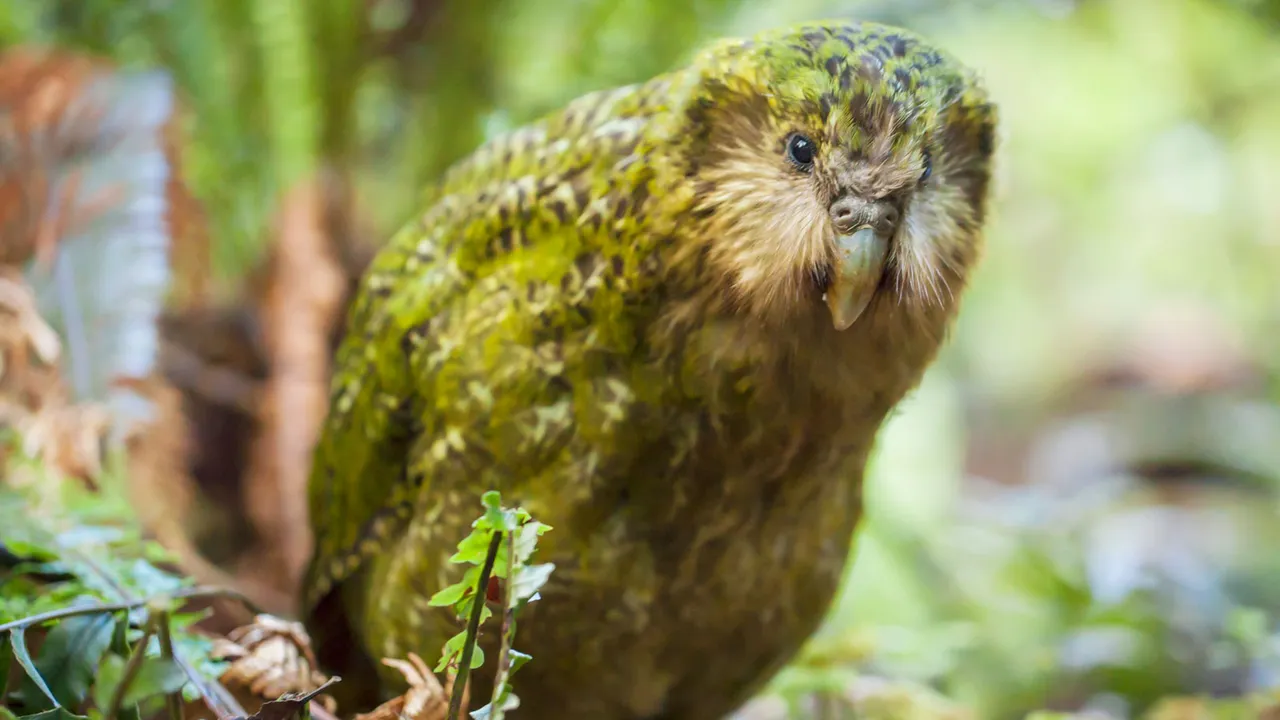 stella-the-kakapo-codfish-1600.jpg