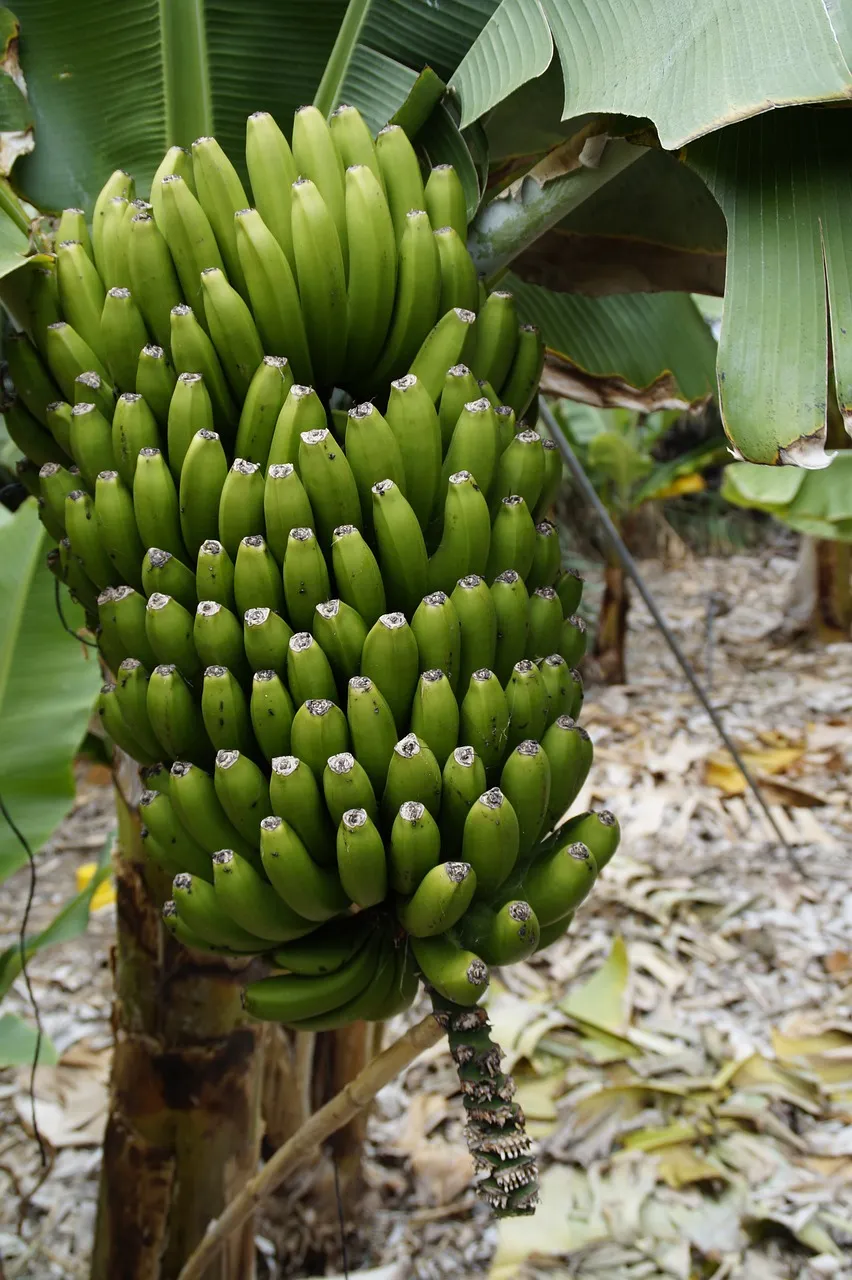 banana-plantation-2417174_1280.jpg