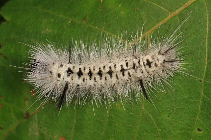 hickory tussock caterpillar Judy Gallagher 2.0.jpg