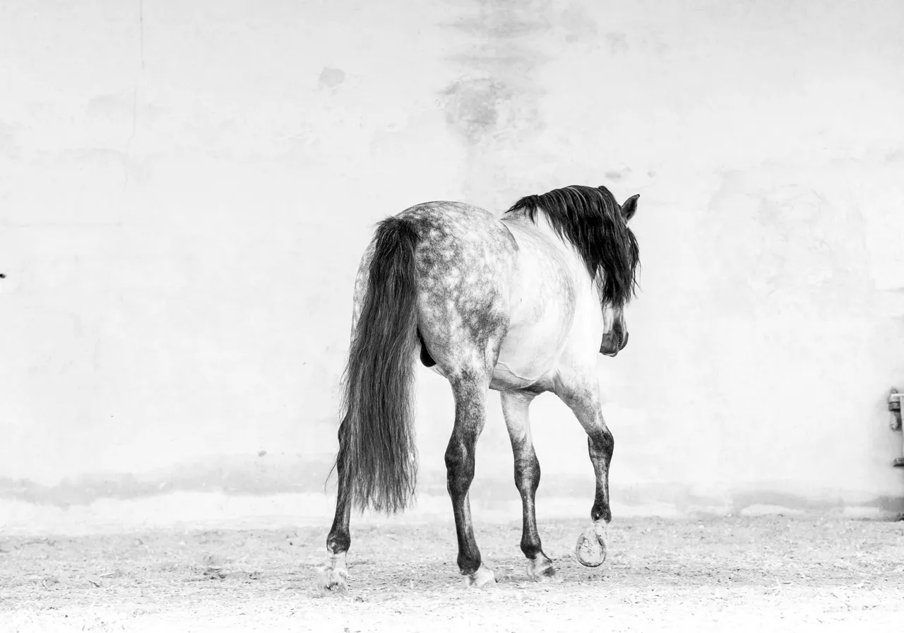 Haras de la Terquedad PRE201309210137.jpg