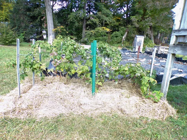 Anne raspberry finished2 crop Sept. 2020.jpg