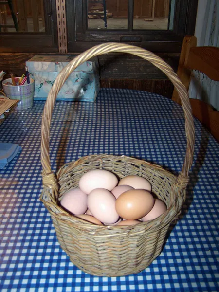 Eggs  basket of 17 crop November 2019.jpg