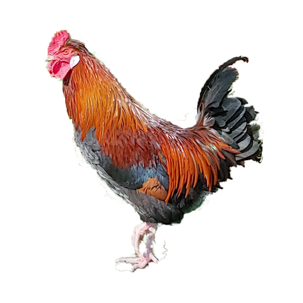 1_cock.png