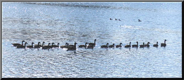 Canada geese with 22 mature goslings swimming.JPG