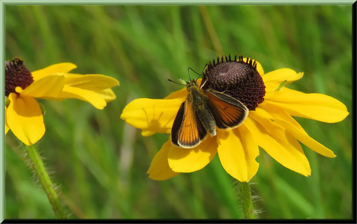 close up butterfly on black eyed susan bloom.JPG