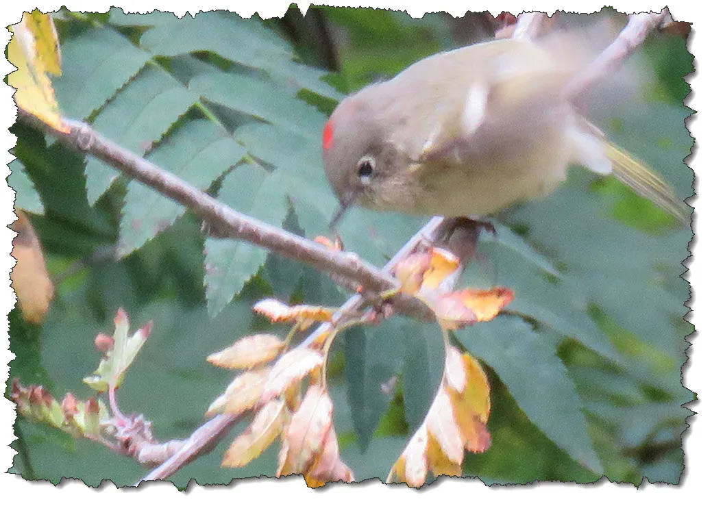 Orange crowned warbler on mountain ash branch.JPG