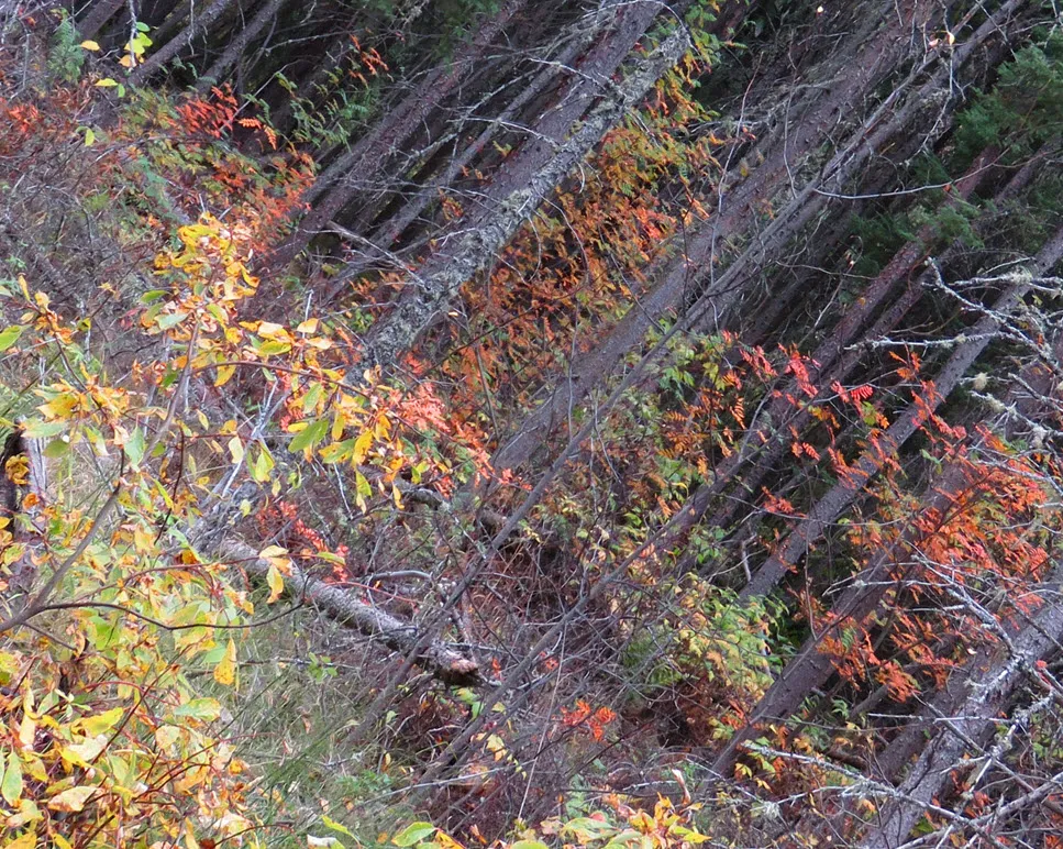 orange and yellow colors in a woodland scene.JPG