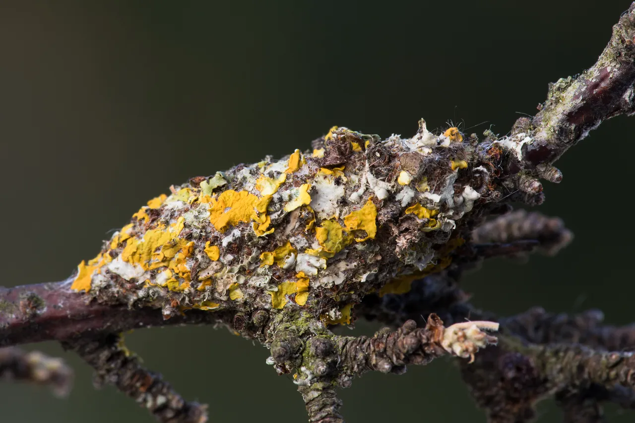 Blaukopf Diloba caeruleocephala_CI4A6208BF.jpg