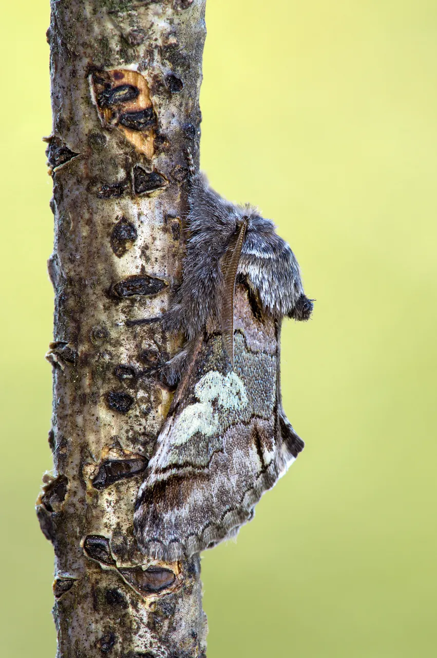 Blaukopf Diloba caeruleocephala_CI4A5952BF.jpg