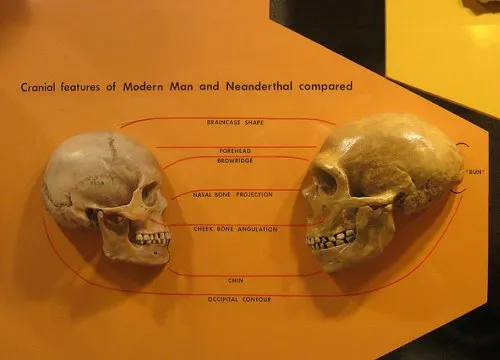 NewSkullsShowOldestNeandertalTraits.jpg