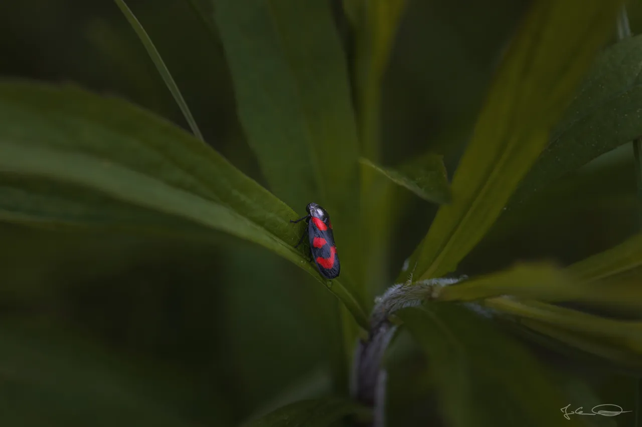 Froghopper - Cercopis Vulnerata