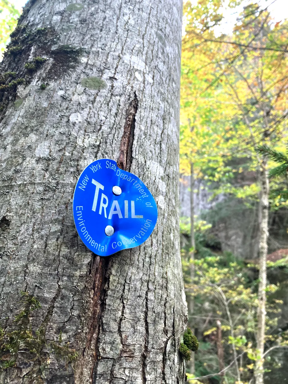 A blue New York State Department of Conservation trail marker nailed to a tree