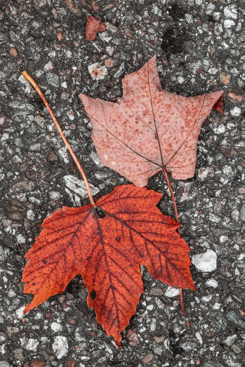 Autumn Leaves - Season Hunt - Week 2