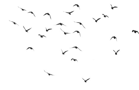 black_swarm_of_bird_flying_900x585.png