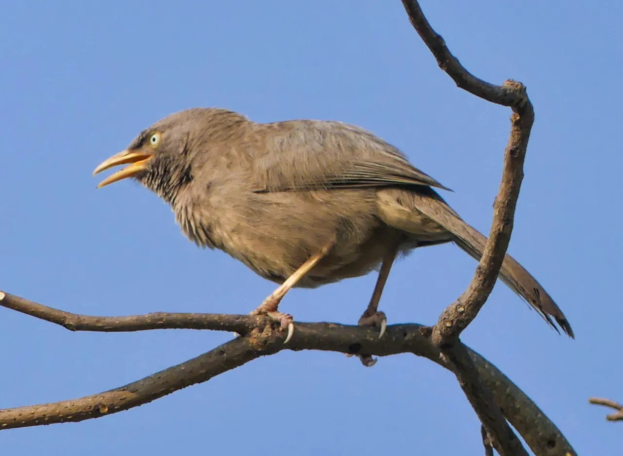 large_grey_babbler_keoladeo_edited.jpg