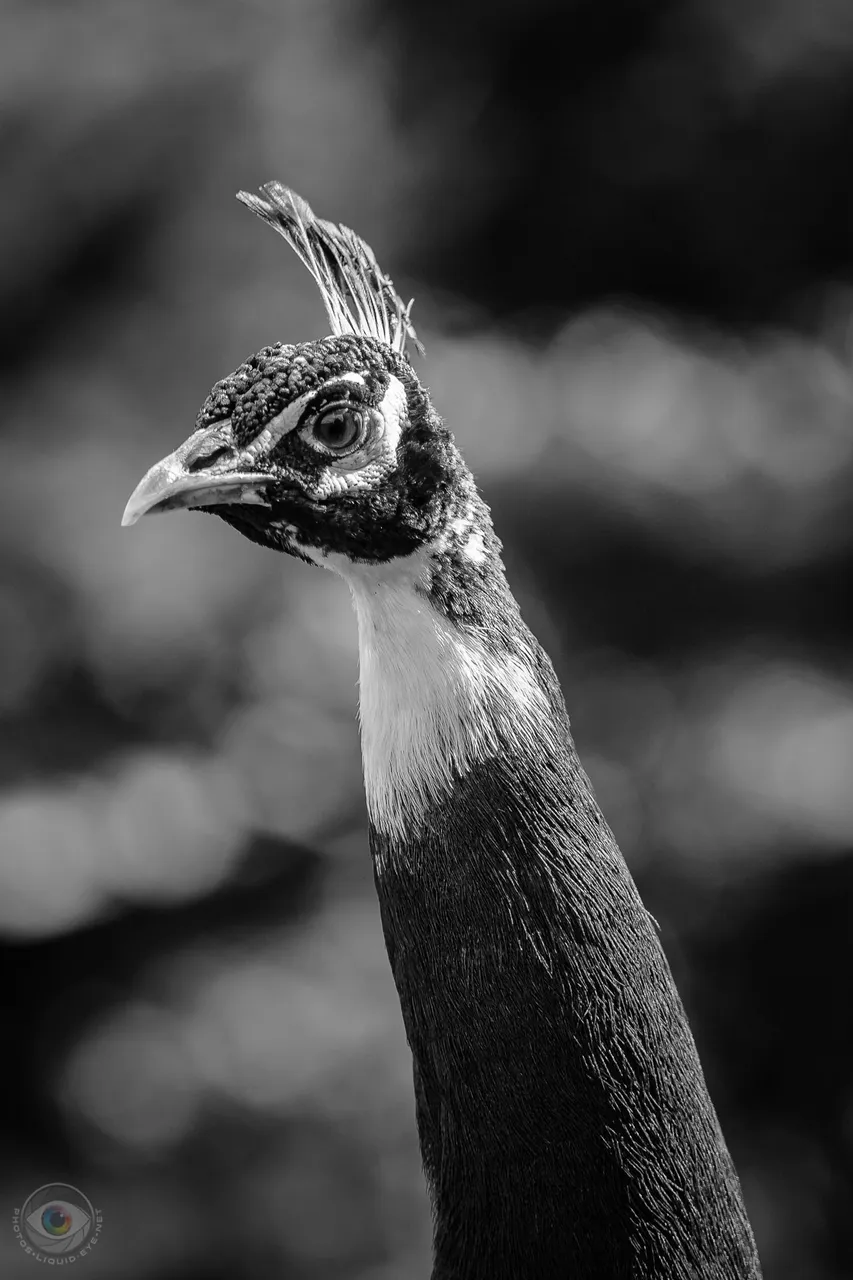 Peacock Portrait