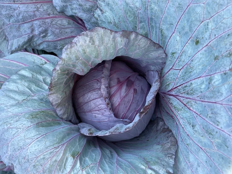 hivegarden-harvesting-red-cabbage-1.jpg