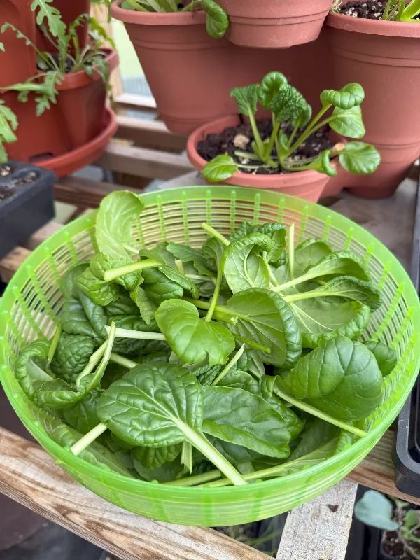 foodiesbeehive-hivegarden-spinach-1.jpg