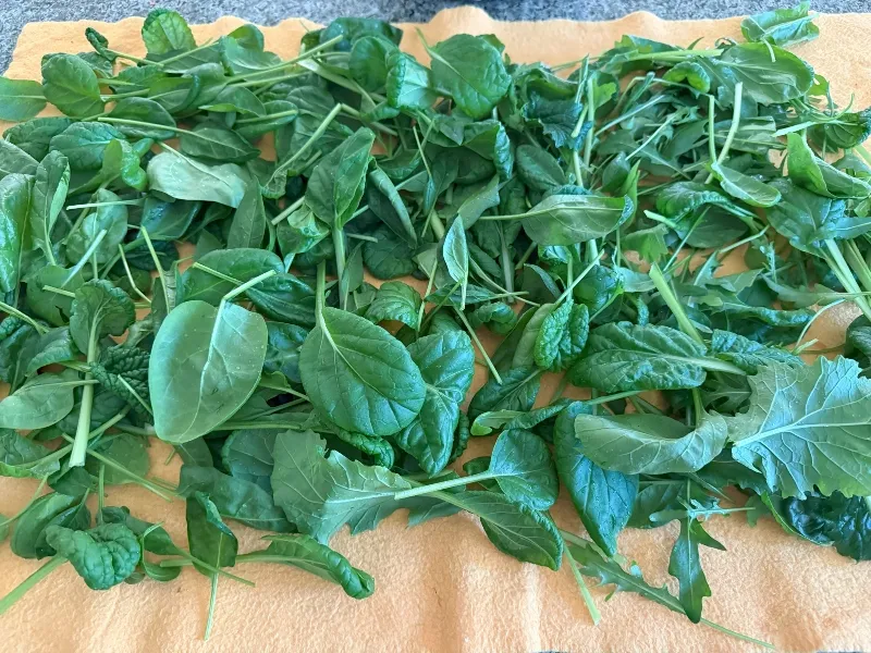 foodiesbeehive-hivegarden-spinach-8.jpg