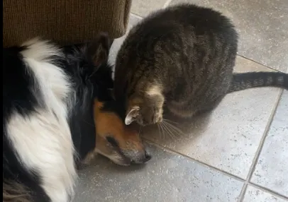 Bobi and Bear losing Prince.PNG