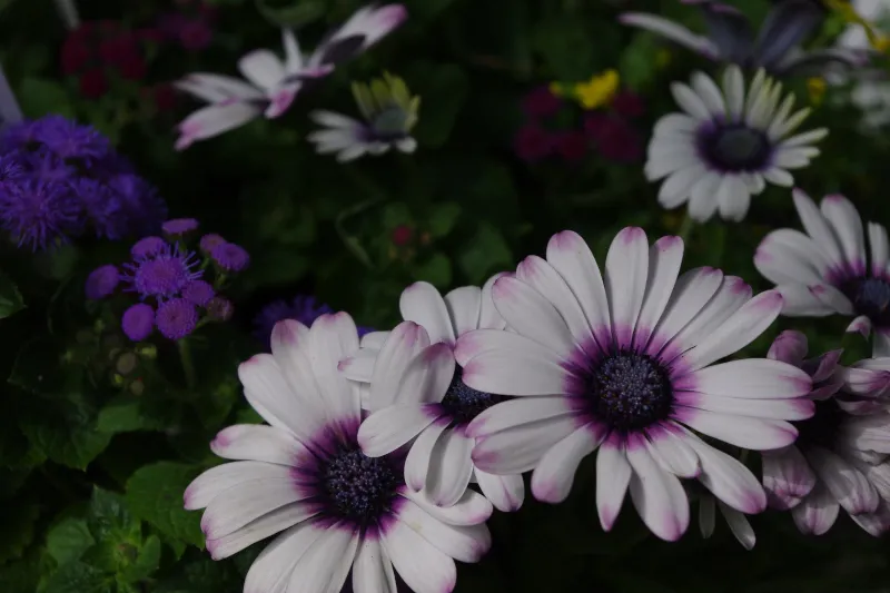 flowers-gardening -sunscape-daisy.jpg