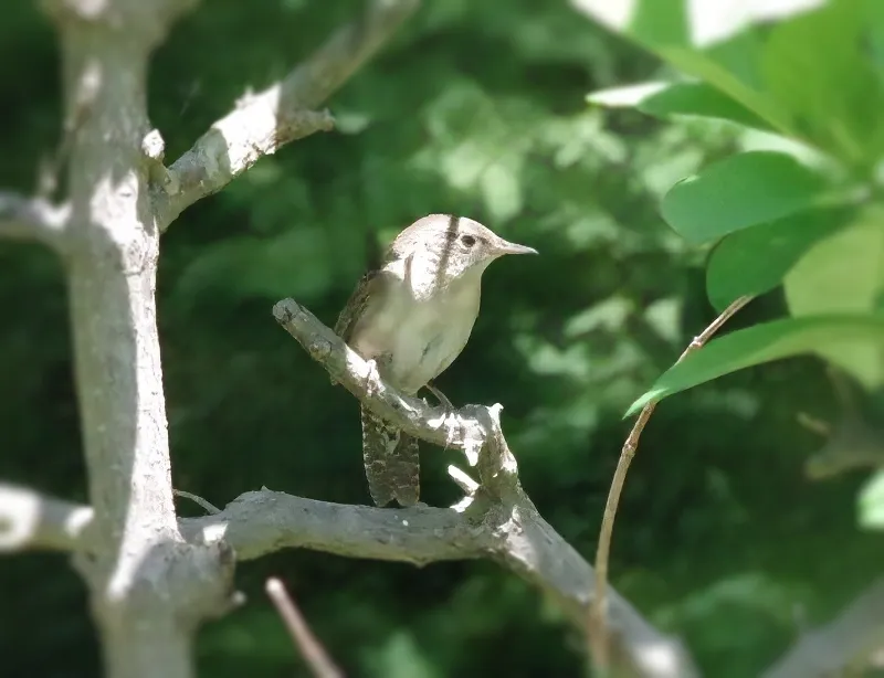 feathered-friends-bird-housewren-12.jpg