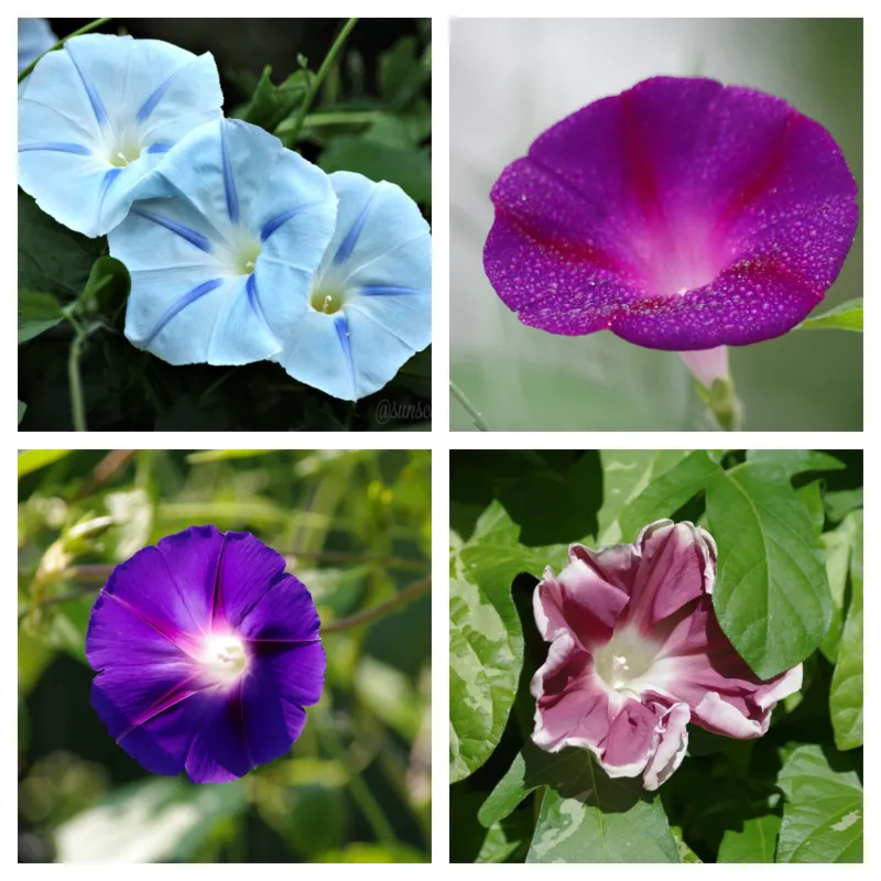 i ipomoea morning glory collage 1 a.jpg