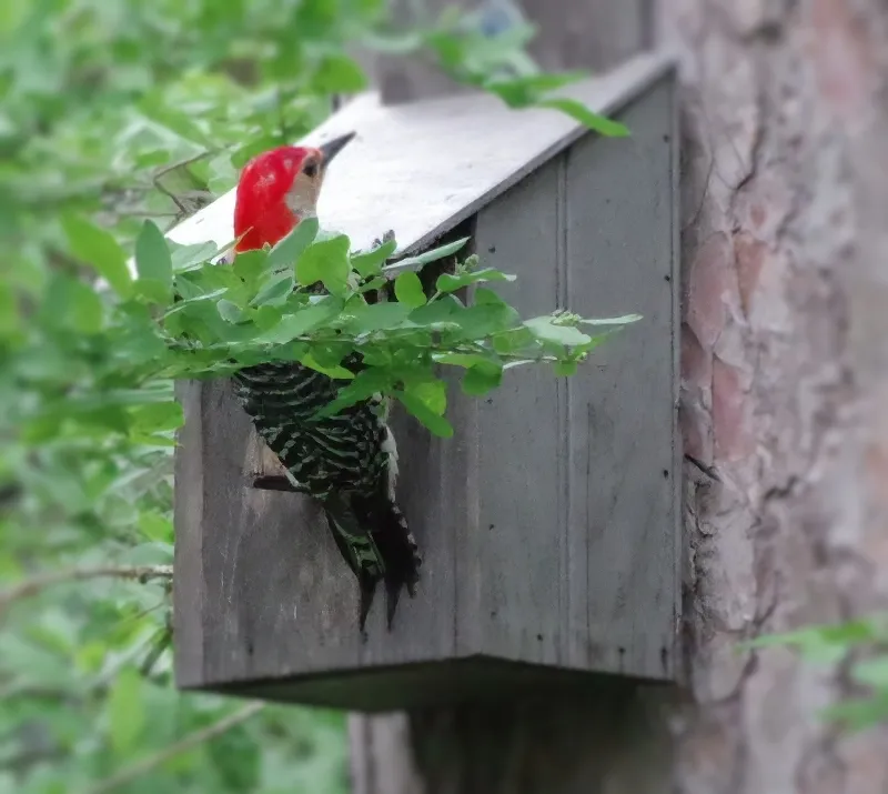 feathered-friends-bird-woodpecker-8.jpg