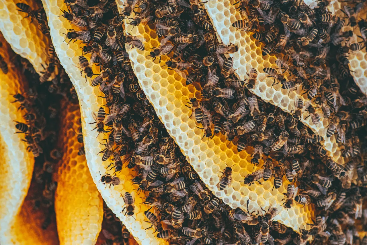 pexels-ion-ceban-ionelceban-3194327.jpg