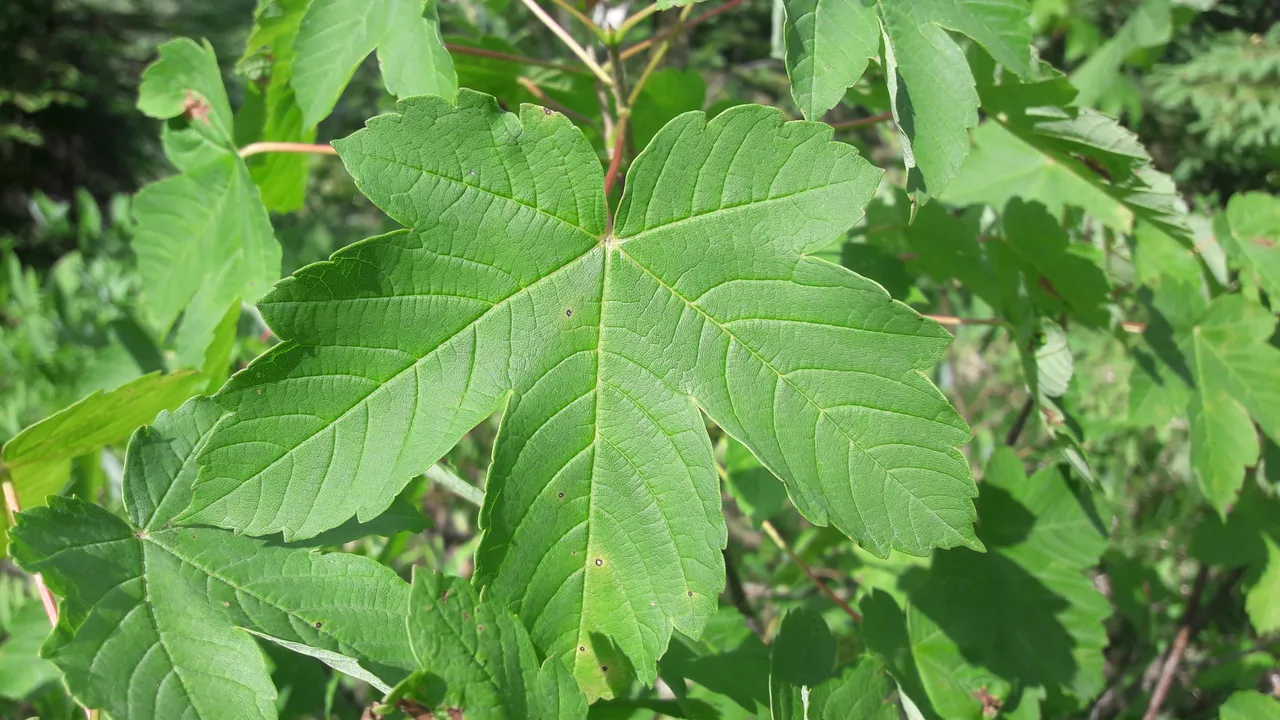 Flora-Leafs-Tree-Publicdomain (141).jpg