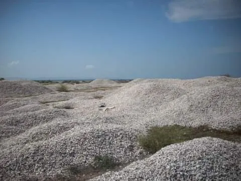 Cementerio Conchas Isla Coche.jpg