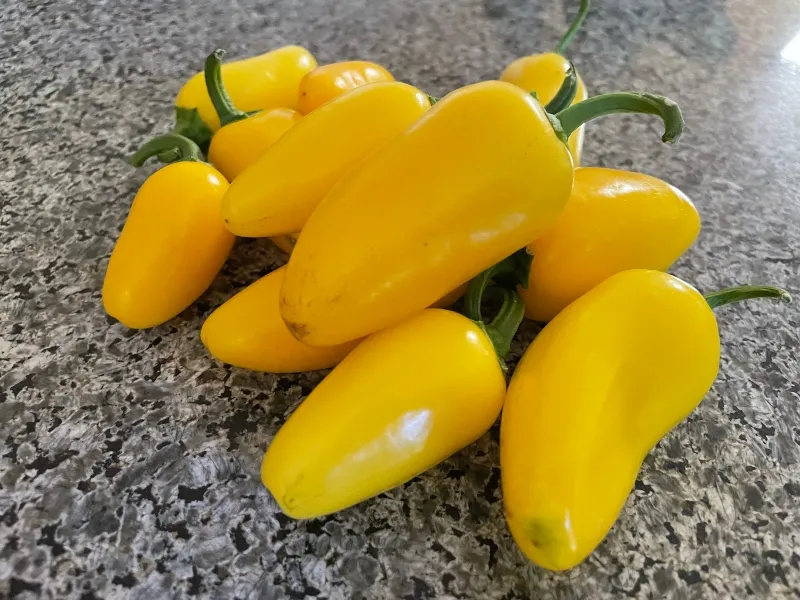 hivegarden-foodiesbeehive-harvest-2.jpg
