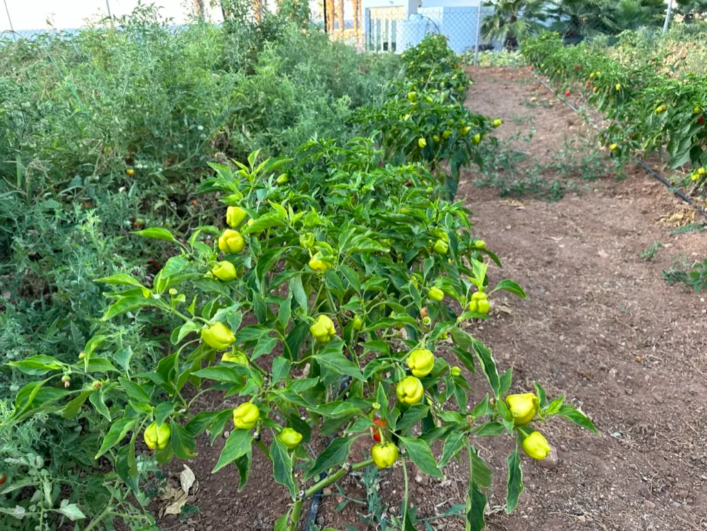 Vegetables growing at Karpaz Gate Marina