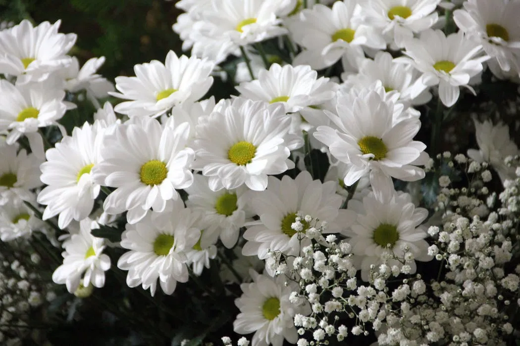 flowers-plant-bloom-daisies-64736.jpeg