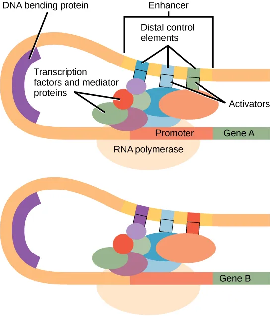 Enhancer mechanism of action.jpg