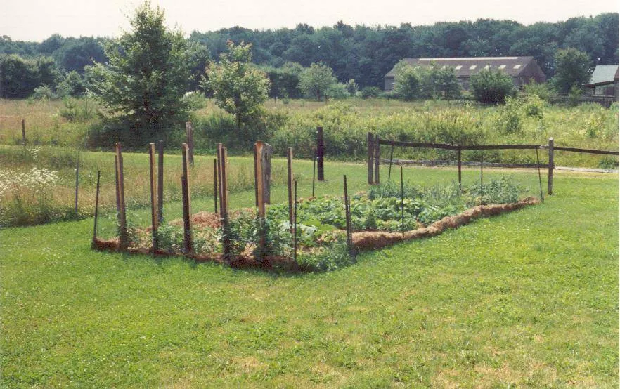 First veg garden July 1992.jpg