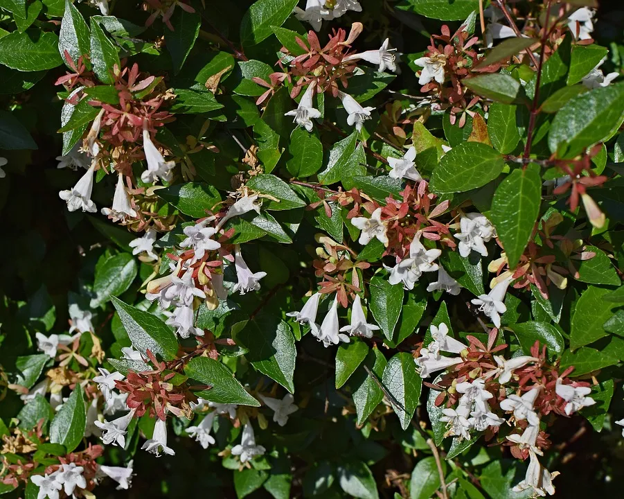 abelia-grandiflora-2416375_960_720.jpg