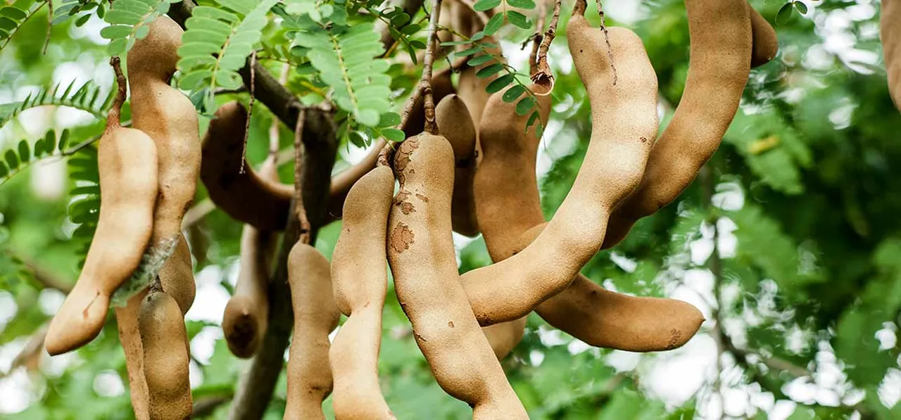 3752-Eat-Tamarind-During-Pregnancy.jpg