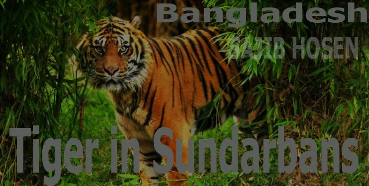 yourstory-tiger-sunderbans-750x375.jpg