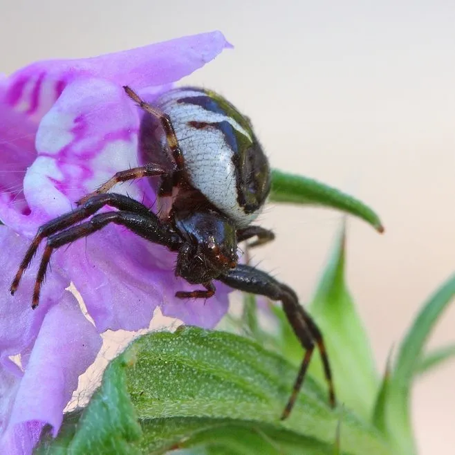MACRO SPIDER ON THE FLOWER.jpg