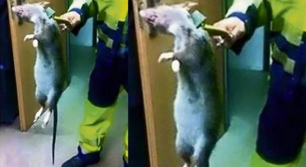 Giant Rat photos Circulating.jpg