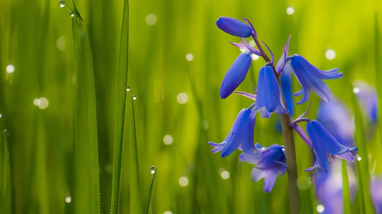 bluebell-flower-in-blades-of-grass.jpg