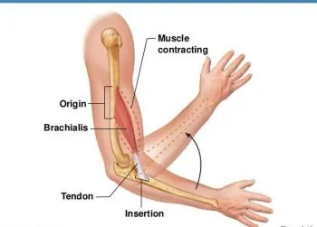 Pictures-of-Brachialis-Tendons-961.jpg